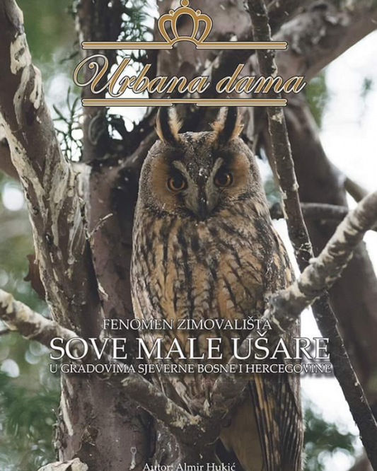Urbana dama - fenomen zimovališta sove male ušare u gradovima sjeverne Bosne i Hercegovine